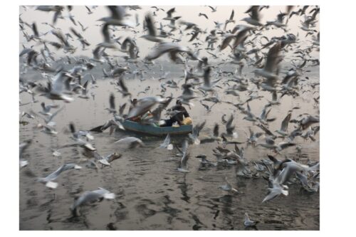 Dance of the Gulls