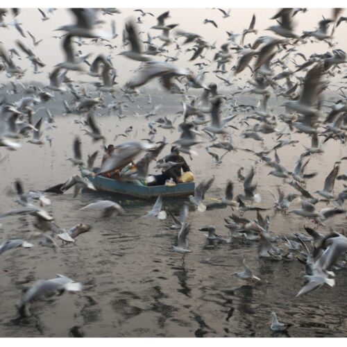 Dance of the Gulls