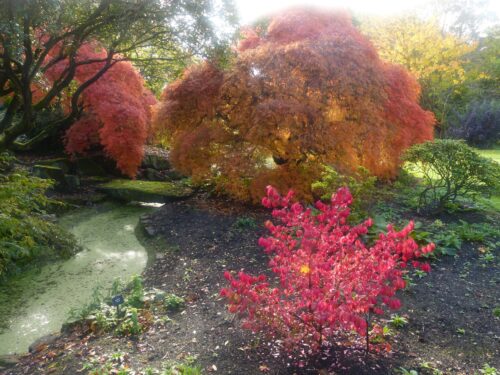 Autumn Blaze Garden