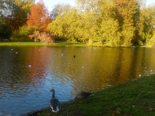 Autumn Serenity by the Lake
