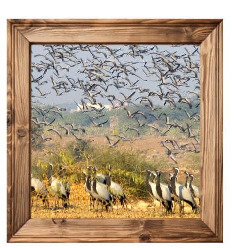 5X7 Frame